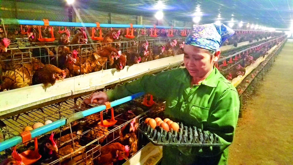 Dutch farming expertise meets Vietnamese ambition dutch farming expertise meets vietnamese ambition