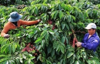 Nhãn hiệu tập thể:  Tăng giá trị sản phẩm địa phương