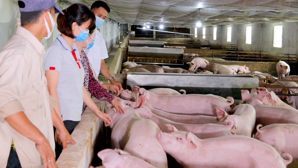 MM MEGA MARKET VIỆT NAM: Phát triển thương hiệu thịt heo sạch, chất lượng cao