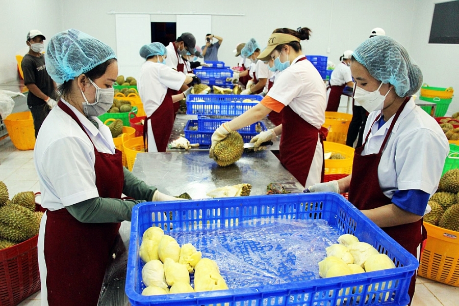 Xây dựng thương hiệu sầu riêng Krông Păc (Đăk Lăk)