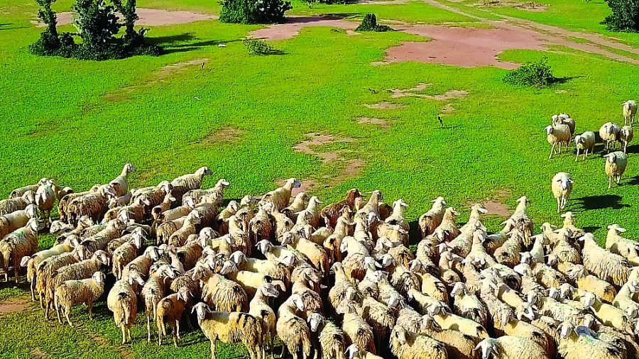 Cơ hội cho nhà đầu tư tiên phong