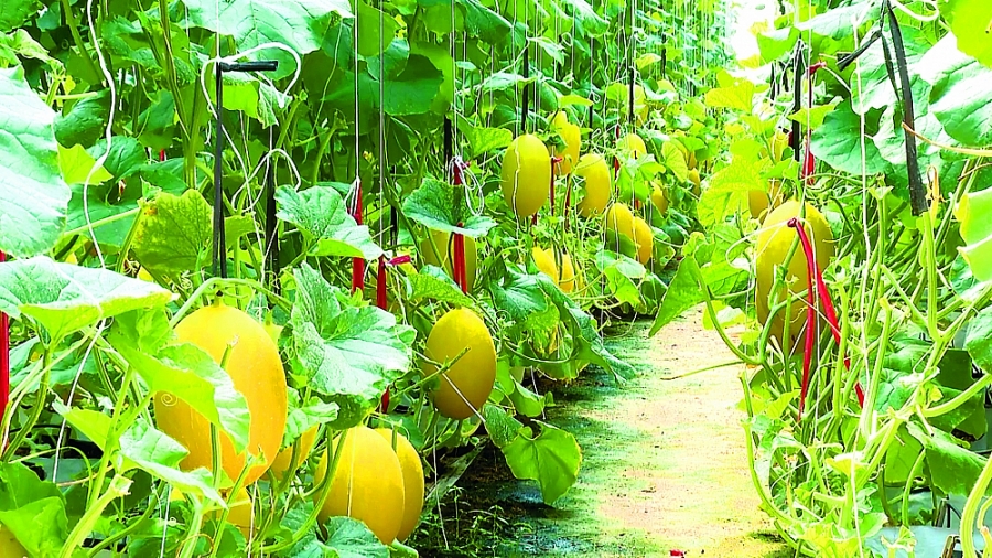 Trái ngọt trên vùng “đất khát”