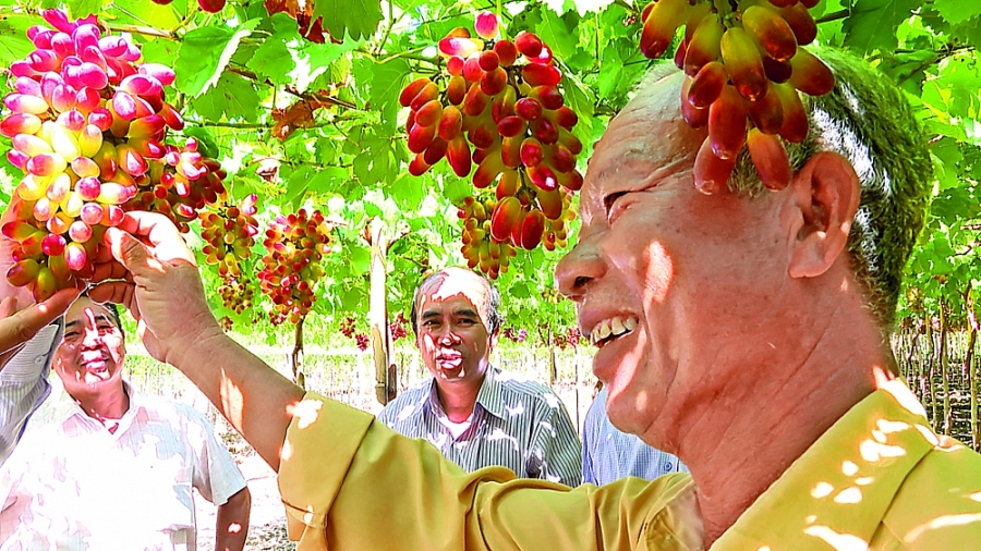 Trái ngọt trên vùng “đất khát”