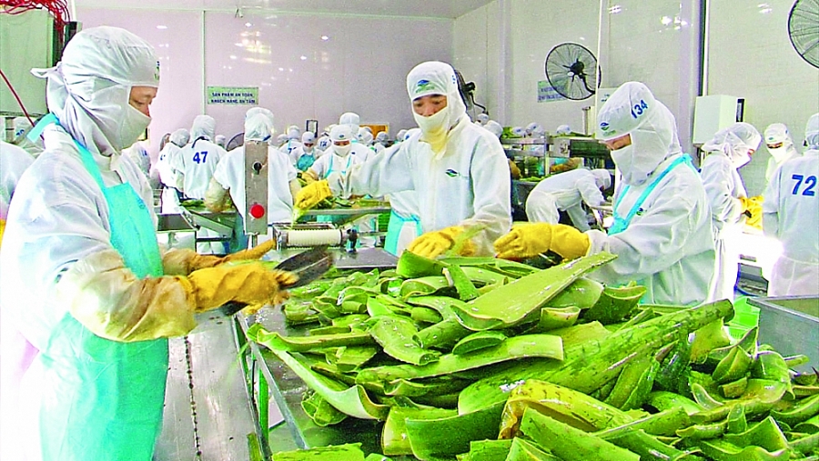 Trái ngọt trên vùng “đất khát”