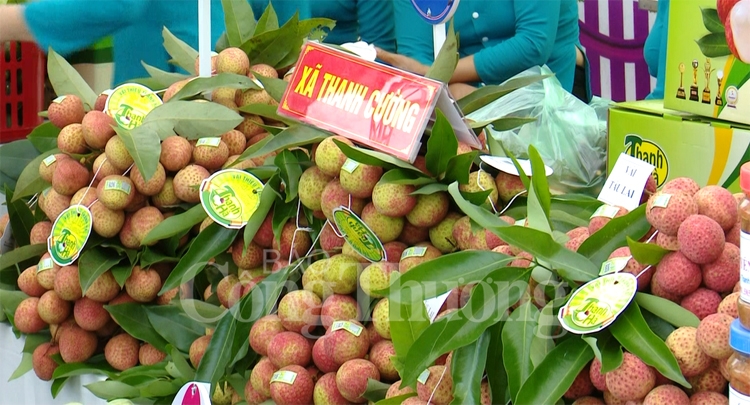 Thanh Hà cam kết tạo điều kiện tối đa cho doanh nghiệp thu mua, xúc tiến thương mại vải thiều thanh ha cam ket tao dieu kien toi da cho doanh nghiep thu mua xuc tien thuong mai vai thieu