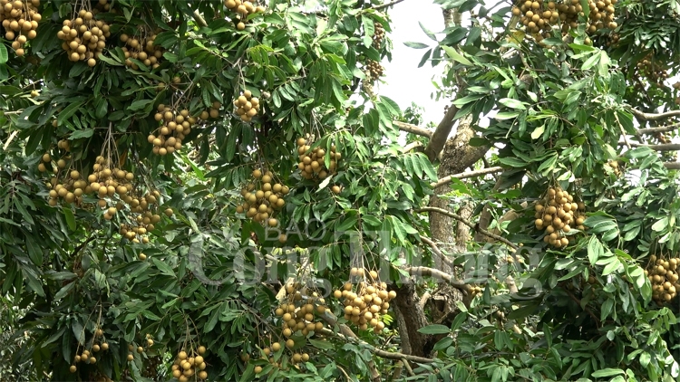 Mở rộng thị trường tiêu thụ cho thương hiệu “Nhãn Sông Mã” mo rong thi truong tieu thu cho thuong hieu nhan song ma