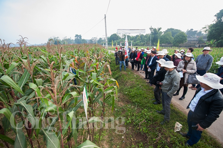 Ngô chuyển GEN - triển vọng mới trong sản xuất nông nghiệp bền vững ngo chuyen gen trie n vo ng moi trong san xuat nong nghiep ben vung