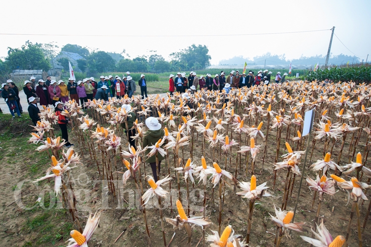 Ngô chuyển GEN - triển vọng mới trong sản xuất nông nghiệp bền vững ngo chuyen gen trie n vo ng moi trong san xuat nong nghiep ben vung