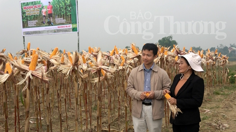 Ngô chuyển GEN - triển vọng mới trong sản xuất nông nghiệp bền vững ngo chuyen gen trie n vo ng moi trong san xuat nong nghiep ben vung