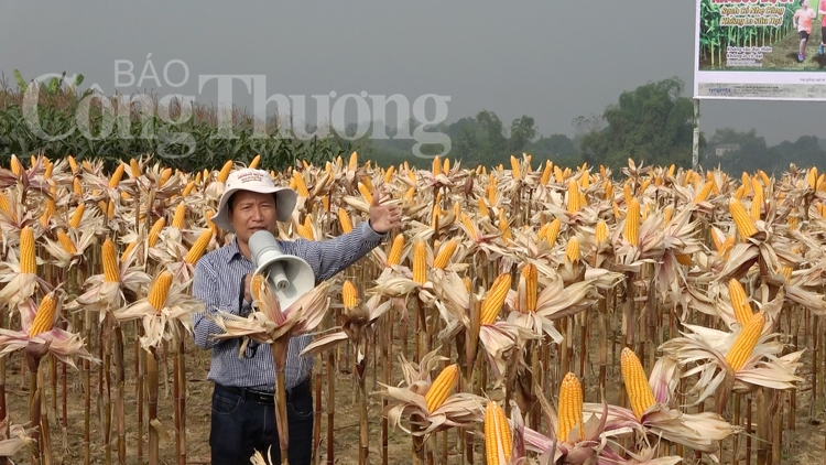 Ngô chuyển GEN - triển vọng mới trong sản xuất nông nghiệp bền vững ngo chuyen gen trie n vo ng moi trong san xuat nong nghiep ben vung