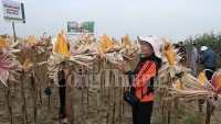Ngô chuyển GEN - triển vọng mới trong sản xuất nông nghiệp bền vững