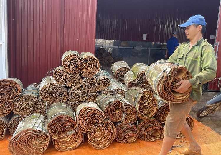 Người dân xã Đào Thịnh mang quế đến bán cho Công ty CP Sản xuất và Xuất khẩu quế hồi Việt Nam