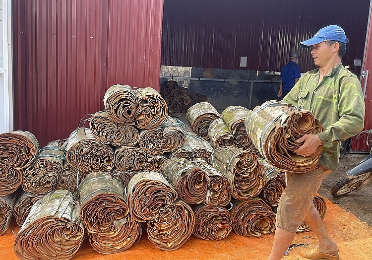 Người dân xã Đào Thịnh mang quế đến bán cho Công ty CP Sản xuất và Xuất khẩu quế hồi Việt Nam Người dân xã Đào Thịnh mang quế đến bán cho Công ty CP Sản xuất và Xuất khẩu quế hồi Việt Nam