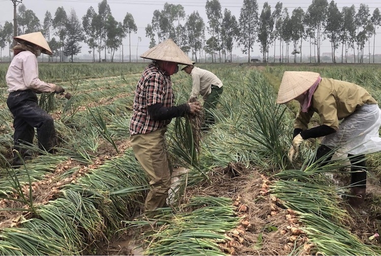 Ảnh hưởng của thời tiết khiến năng suất hành ở Kinh Môn giảm mạnh Ảnh hưởng của thời tiết khiến năng suất hành ở Kinh Môn giảm mạnh