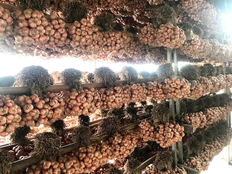 Nông dân Kinh Môn bảo quản hành sau thu hoạch Nông dân Kinh Môn bảo quản hành sau thu hoạch