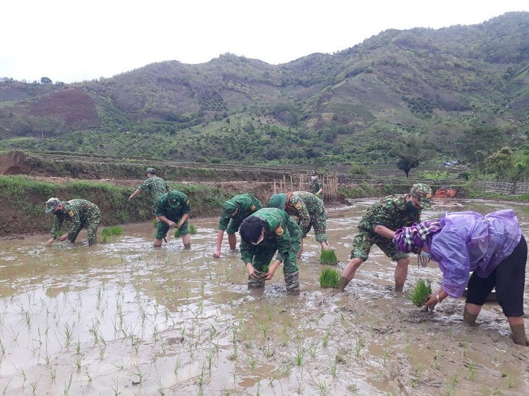 Cán bộ, chiến sĩ Đồn Biên phòng cửa khẩu Chiềng Khương xuống ruộng cấy lúa giúp gia đình F0 Cán bộ, chiến sĩ Đồn Biên phòng cửa khẩu Chiềng Khương xuống ruộng cấy lúa giúp gia đình F0