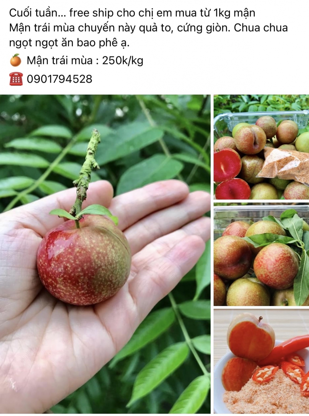 Mận trái vụ có nơi được chào bán với giá 250.000 đồng/kg Mận trái vụ có nơi được chào bán với giá 250.000 đồng/kg