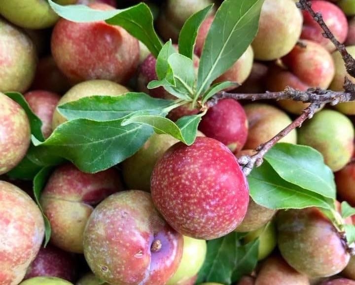 Mận hậu – trái cây được trồng phổ biến ở Sơn La với tổng sản lượng quả tươi trung bình mỗi năm gần 50.000 tấn Mận hậu – trái cây được trồng phổ biến ở Sơn La với tổng sản lượng quả tươi trung bình mỗi năm gần 50.000 tấn