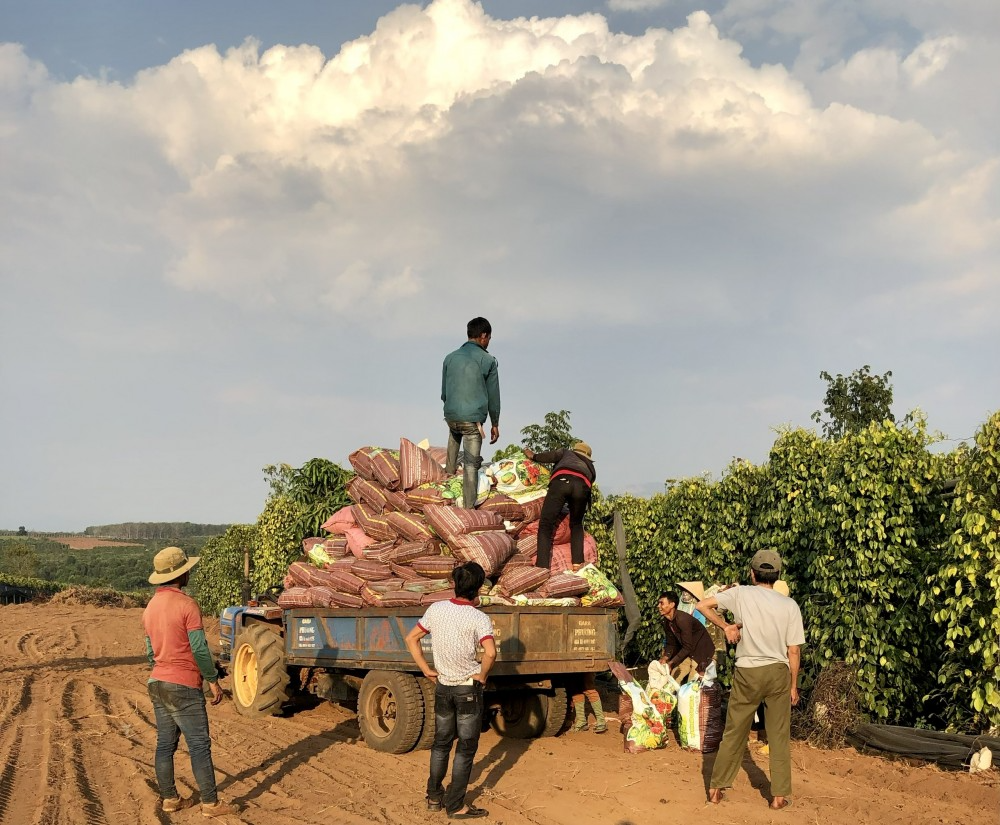 Tiền công trả cho người làm việc thu hái cà phê đang là 250.000 đồng/8 giờ, xong nhiều chủ vườn cũng khó kiếm lao động Tiền công trả cho người làm việc thu hái cà phê đang là 250.000 đồng/8 giờ, xong nhiều chủ vườn cũng khó kiếm lao động