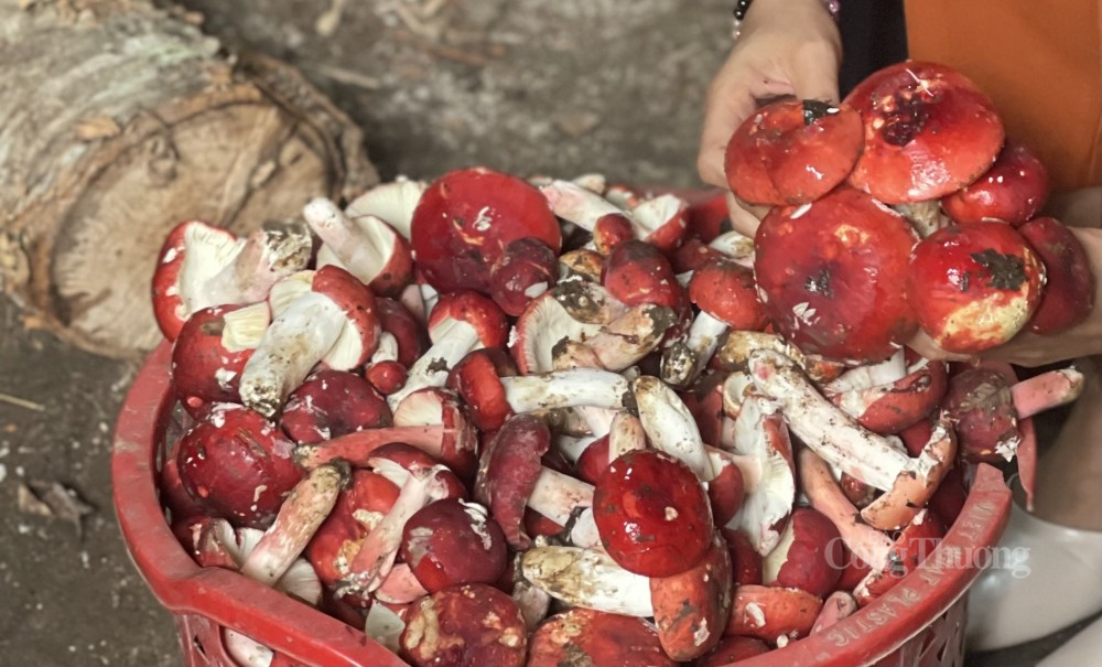 Lai Châu: Nông sản xuất khẩu sang Trung Quốc xuống giá trầm trọng