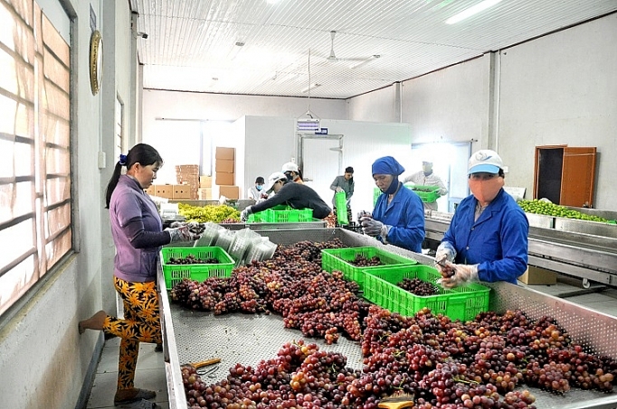 Mạo danh nho Ninh Thuận để lừa khách hàng mao danh nho ninh thuan de lua khach hang