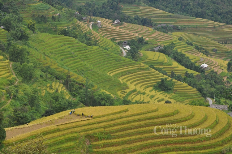 Những thửa ruộng bậc thang Hoàng Su Phì bắt đầu vào mùa lúa chín