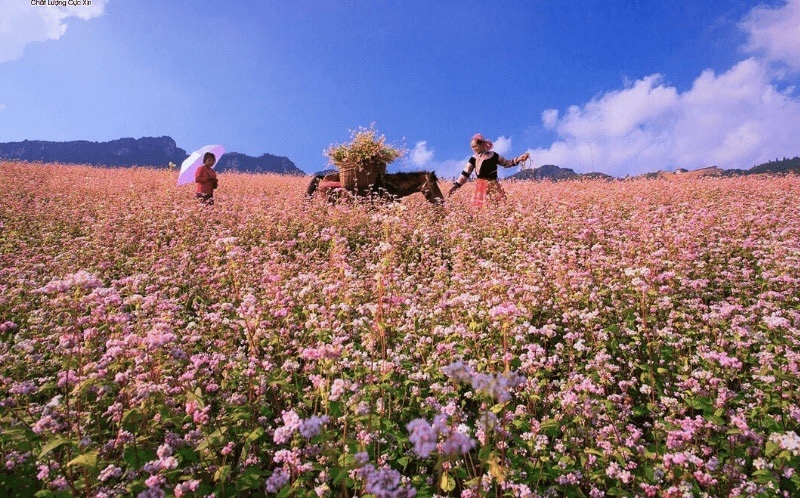 Du khách đã có thể quay lại Hà Giang vào đúng dịp mùa hoa tam giác mạch đang nở rộ
