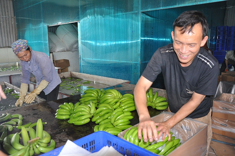 Thị trường nông sản Việt Nam: Cần tổ chức lại đội ngũ thương lái trong chuỗi cung ứng thi truong nong san viet nam can to chuc lai doi ngu thuong lai trong chuoi cung ung