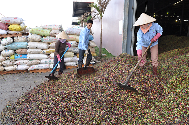 Xuất khẩu cà phê tăng tốc