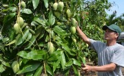 Đồng Nai: Nhiều chương trình xúc tiến thương mại hiệu quả