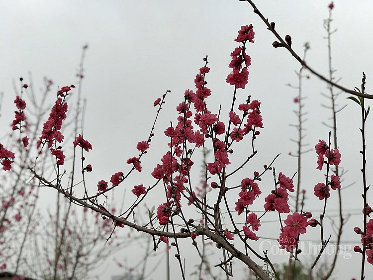 Đào Nhật Tân bung nở ngày cận Tết Đào Nhật Tân bung nở ngày cận Tết