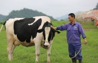 Mộc Châu chuẩn bị Hội thi Hoa hậu Bò sữa lần thứ 16