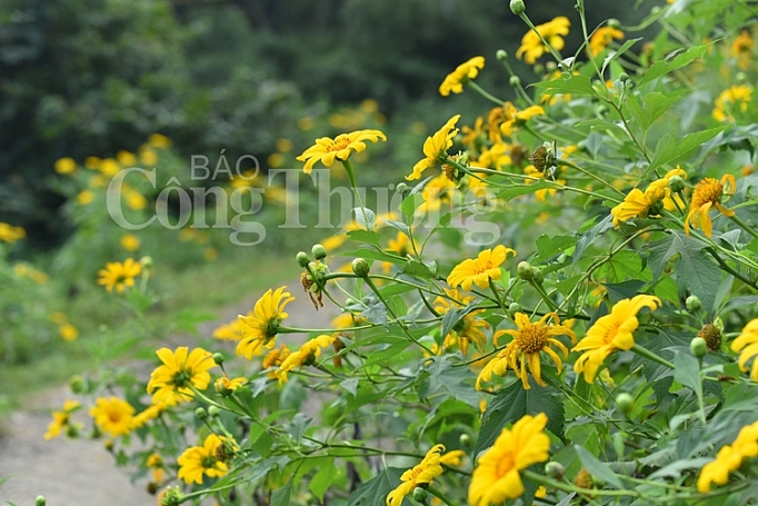 da quy ba vi khoe sac