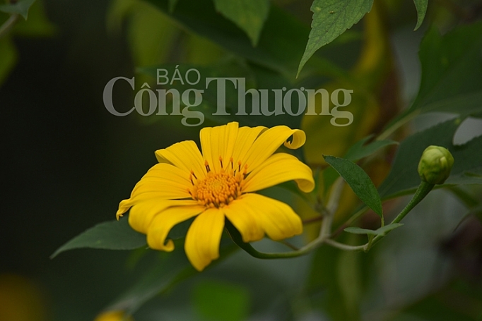 da quy ba vi khoe sac