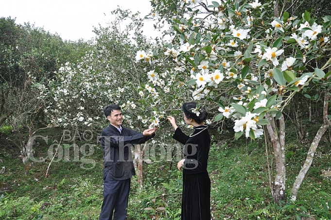 hoa so no trang mien bien quang ninh