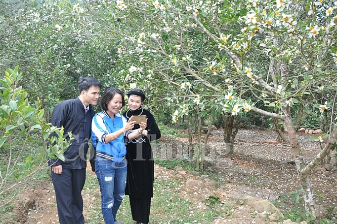 hoa so no trang mien bien quang ninh