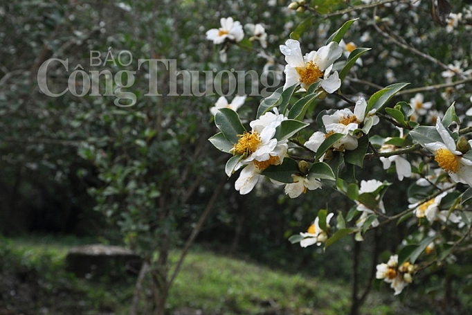 hoa so no trang mien bien quang ninh