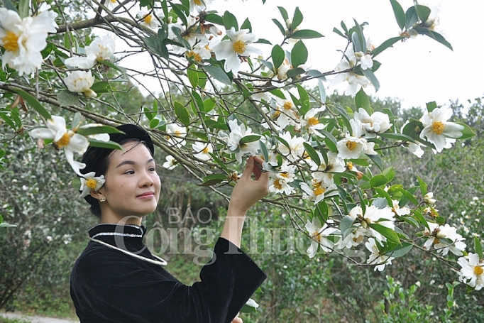 hoa so no trang mien bien quang ninh