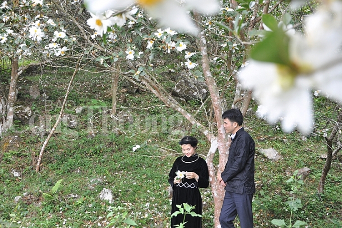 hoa so no trang mien bien quang ninh