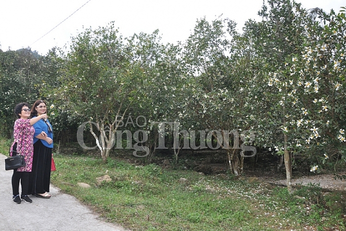 hoa so no trang mien bien quang ninh