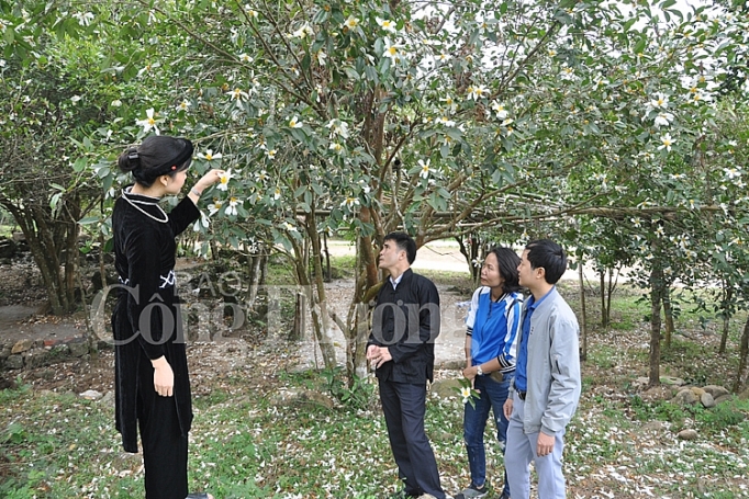 hoa so no trang mien bien quang ninh