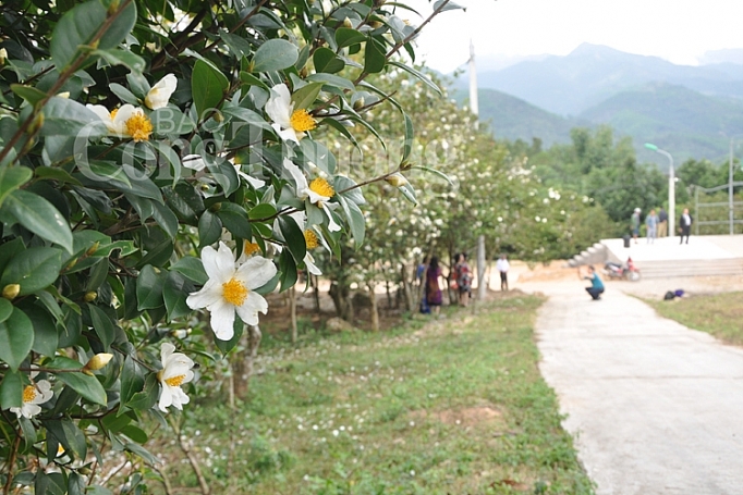 hoa so no trang mien bien quang ninh