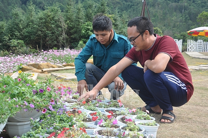 Hoa nở trên Cao Sơn hoa no tren cao son