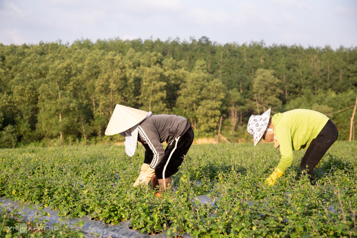 Cam Lộ (Quảng Trị): Hỗ trợ người dân và doanh nghiệp trồng dược liệu Cam Lộ (Quảng Trị): Hỗ trợ người dân và doanh nghiệp trồng dược liệu