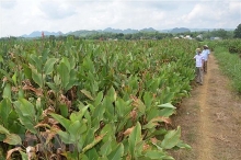 Thanh Hóa: Phát triển cây dong riềng theo hướng hàng hóa ở các huyện miền núi