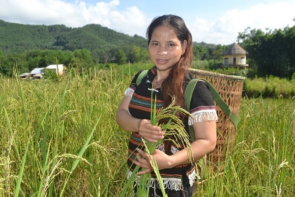 Gạo Ra Dư – đặc sản của đồng bào dân tộc Pa Cô