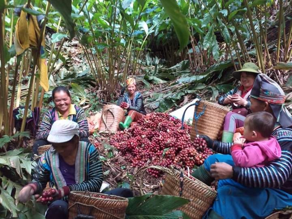 Tuần Giáo (Điện Biên): Trồng dược liệu dưới tán rừng giúp đồng bào dân tộc đổi đời Tuần Giáo (Điện Biên): Trồng dược liệu dưới tán rừng giúp đồng bào dân tộc đổi đời