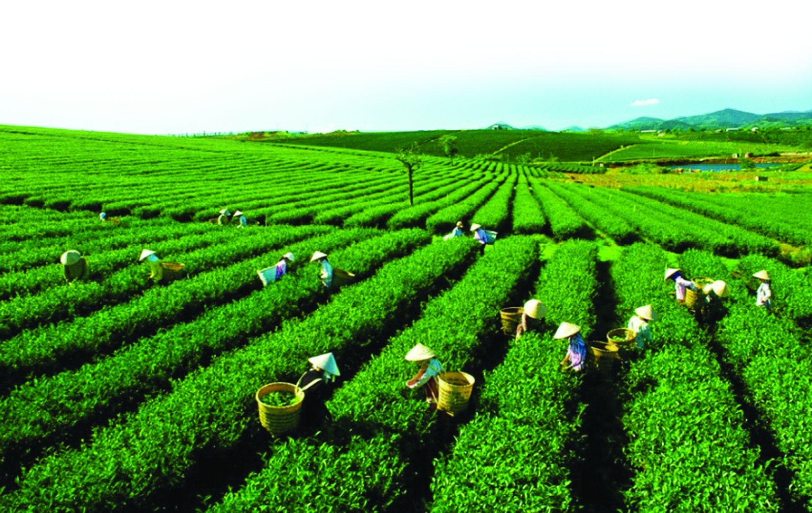 Mường Khương - Lào Cai: Nâng cao thu nhập cho đồng bào dân tộc từ cây  chè Mường Khương - Lào Cai: Nâng cao thu nhập cho đồng bào dân tộc từ cây  chè