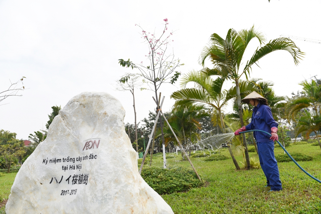 Ngắm hoa anh đào rực rỡ giữa lòng Thủ đô Hà Nội ngam hoa anh dao ruc ro giua long thu do ha noi