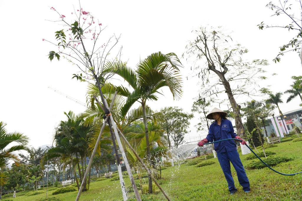 Ngắm hoa anh đào rực rỡ giữa lòng Thủ đô Hà Nội ngam hoa anh dao ruc ro giua long thu do ha noi